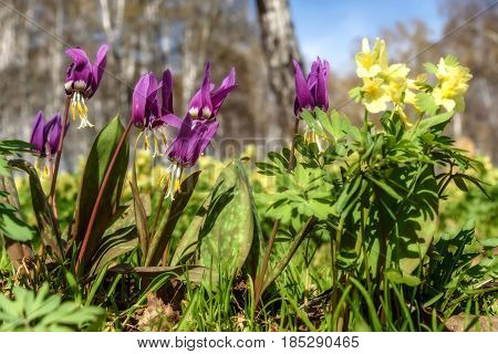 Beautiful spring floral background with burgundy delicate flowers Erythronium sibiricum in the grass close-up on a blurred background of trunks of birches