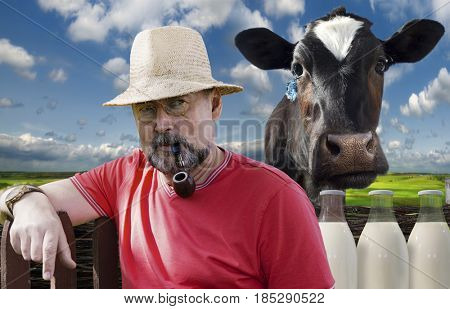   Farmer with a smoking pipe in a pince-nez and a cow on a green meadow background. Farm products-milk