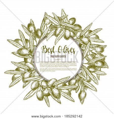 Green olives vector for olive oil product or Italian cuisine or restaurant design. Olive tree branches wreath of fresh harvest fruits for natural organic food store, cooking or pharmaceutical industry