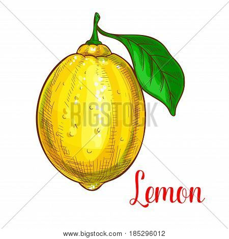 Lemon fruit sketch. Vector isolated icon of fresh citrus species with leaf. Sweet juicy whole lemon or lime fruit symbol for jam and juice product label or grocery store, shop and farm market design