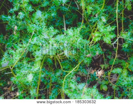 Holly Plant
