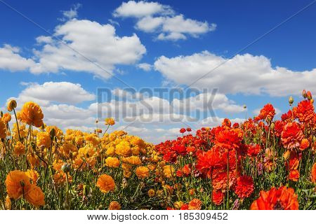 The kibbutz in the south of Israel. Fluffy clouds over a field of blooming buttercups - ranunculus.  Concept of rural tourism and agrotourism