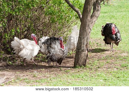 turkey male or gobbler grazing on a green grass background.