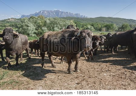 Buffalo grazing in a field. Campania Italy Europe to understand a conception of agriculture and industrialization