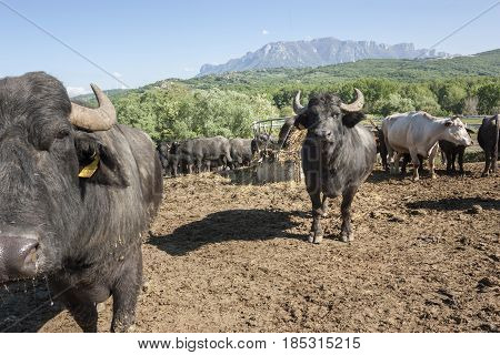 Buffalo grazing in a field. Campania Italy Europe to understand a conception of agriculture and industrialization