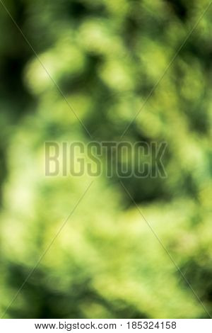 conifer tree defocused background. close up blurred nature