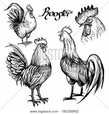 Hand drawn vector sketches of roosters. Illustration.