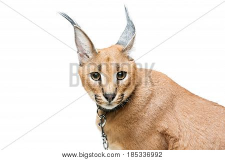 Beautiful caracal lynx 6 months old kitten in leather collar sitting on white background. Isolated. Studio shot. Copy space.