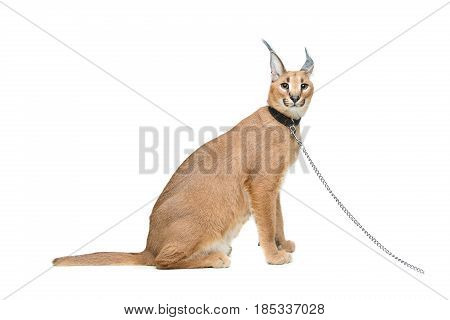 Beautiful caracal lynx 6 months old kitten in leather collar with chain leash sitting on white background. Isolated. Studio shot. Copy space.