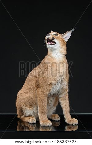 Beautiful caracal lynx 6 months old kitten sitting on black background. Studio shot. Copy space.
