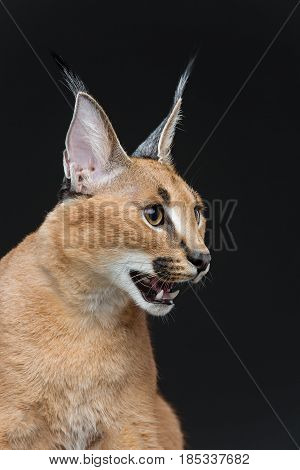 Beautiful caracal lynx 6 months old kitten sitting on black background. Studio shot. Copy space.