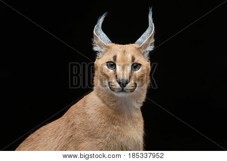 Beautiful caracal lynx 6 months old kitten sitting on black background. Studio shot. Copy space.