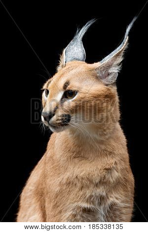 Beautiful caracal lynx 6 months old kitten sitting on black background. Studio shot. Copy space.