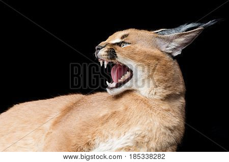 Beautiful caracal lynx 6 months old kitten lying on black background. Studio shot. Copy space.
