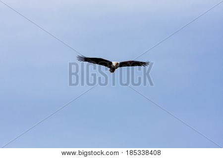 Flying eagle angler above the lake. Kenya, Africa