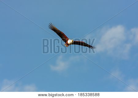 Flying eagle angler above Naivasha lake. Kenya, Africa