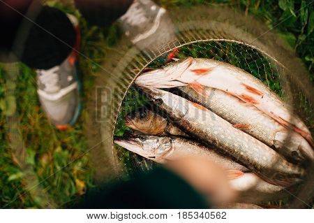 Nice catch pike fish caught using fishing rod and lure