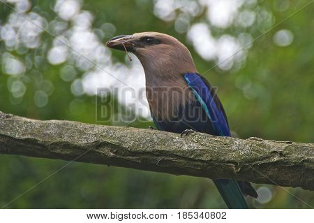 Blue-bellied roller (Coracias cyanogaster) eating an insect.