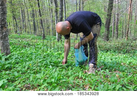 Man in the forest picking wild garlic. Men picking ramson or bear garlic