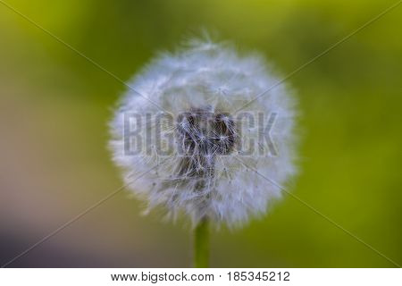 Dandelion Seeds In The Morning Sunlight Blowing Away Across A Fresh Green Background