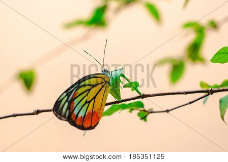 Lime Butterfly ( Papillio Demaleus) On Tree.