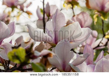 Macro Blooming Magnolia On A Close-up Branch