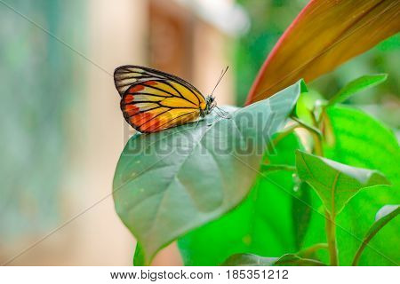 Lime Butterfly ( Papillio Demaleus) On Tree.