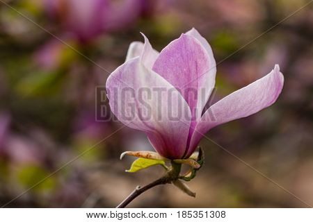 Macro Blooming Magnolia On A Close-up Branch