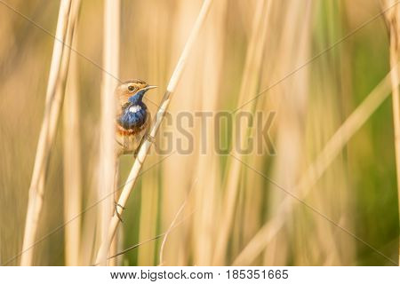Male bluethroat or Luscinia svecica is perching on reed