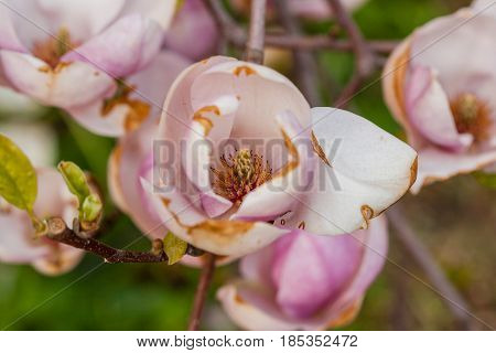 Macro Blooming Magnolia On A Close-up Branch