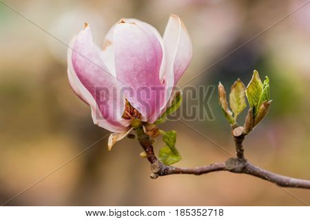 Macro Blooming Magnolia On A Close-up Branch