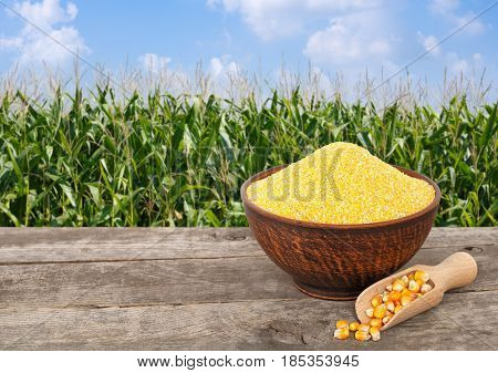 uncooked cornmeal in bowl with scoop on wooden table with green field on the background. Agriculture and harvest concept. Maize with maize field background