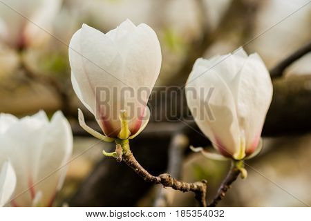 Macro Blooming Magnolia On A Close-up Branch