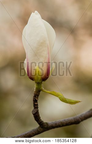 Macro Blooming Magnolia On A Close-up Branch