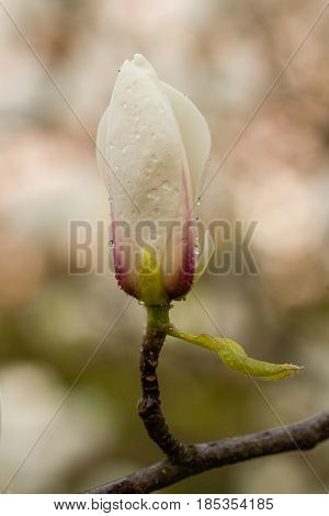 Macro Blooming Magnolia On A Close-up Branch