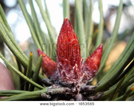 Pinetree-cono