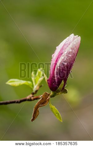 Macro Blooming Magnolia On A  Branch