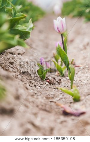 Stock photo flowers bulb fields in the Dutch landscape. Beautifully colored tulips in the far-reaching lowlands of the Netherlands. The most famous export product in the Netherlands next to cheese