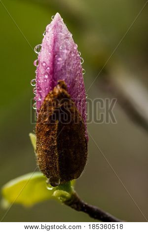 Macro Blooming Magnolia On A  Branch