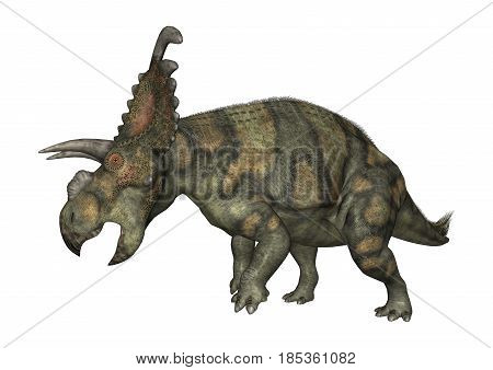 3D Rendering Dinosaur Albertaceratops On White