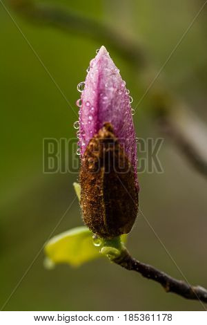 Macro Blooming Magnolia On A  Branch