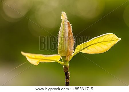 Macro Blooming Magnolia On A  Branch