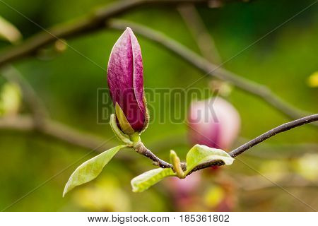 Macro Blooming Magnolia On A  Branch