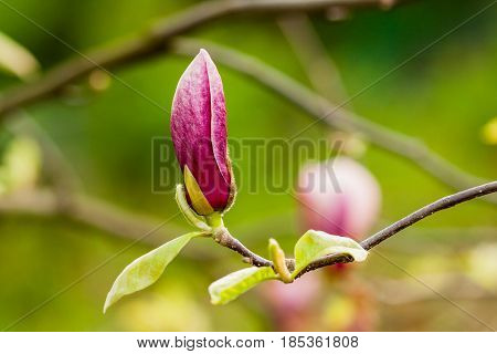 Macro Blooming Magnolia On A  Branch