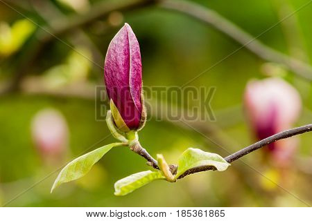 Macro Blooming Magnolia On A  Branch