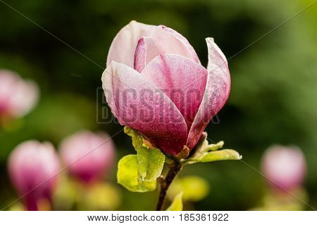 Macro Blooming Magnolia On A  Branch