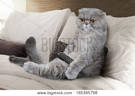 Scottish Fold cat is lying on the sofa with the TV remote control