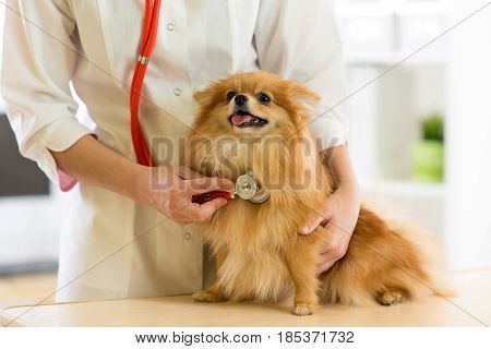 vet examining dog breeds Spitz with stethoscope in clinic