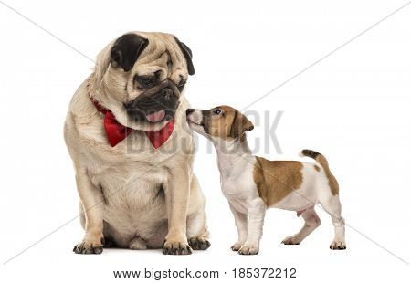 Pug with bow tie looking at a dachshund, isolated on white