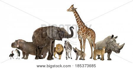 Collection of wildlife animals, isolated on white